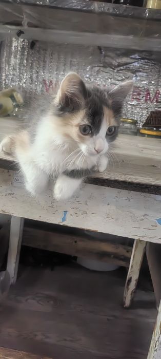 Отдам котят в добрые руки