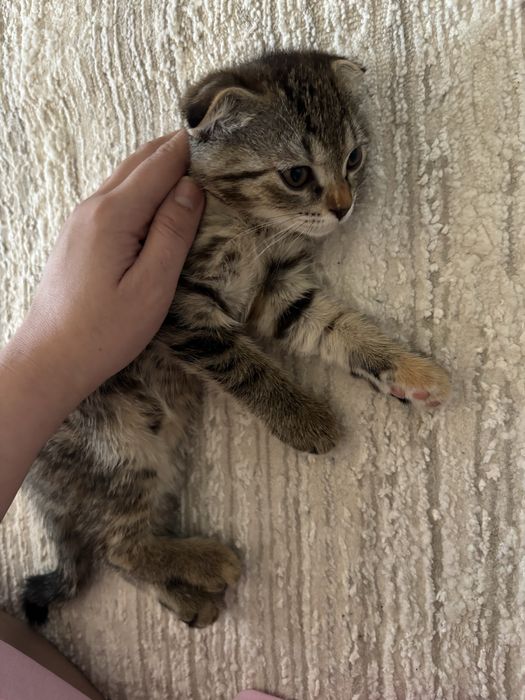 Котенок 1,5 месяц