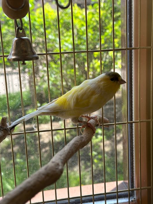 Канарейка певчая (самец) + клетка