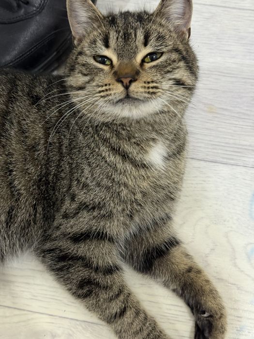 Кошка 10 мес стерилизованная