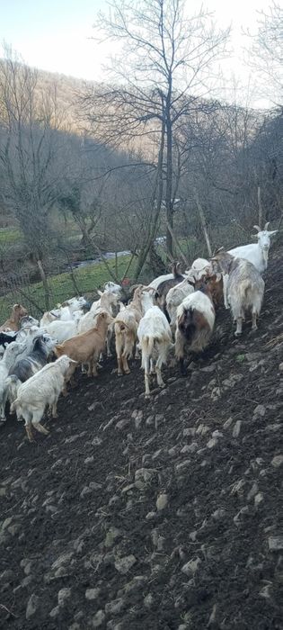 Capre de vanzare 23 Capre și 11 iezi , 400 lei bucata negociabil.