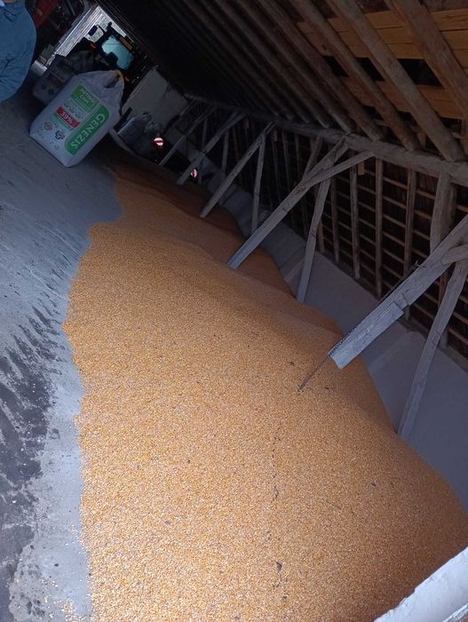 Vand porumb mare cantitate