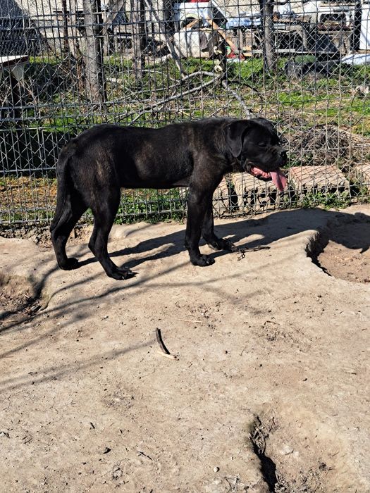 Продавам Кане корсо