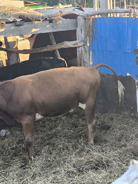 Продам Бычкова 1.3 месяца