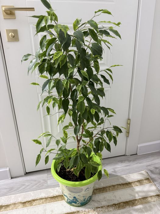 Фикус комнатные растение в горшке