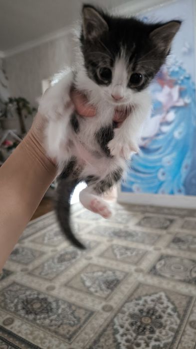 Животные домашнее кошки
