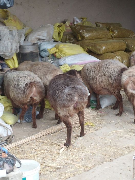 Edilbay arashan quylar sotiladi tozasidan