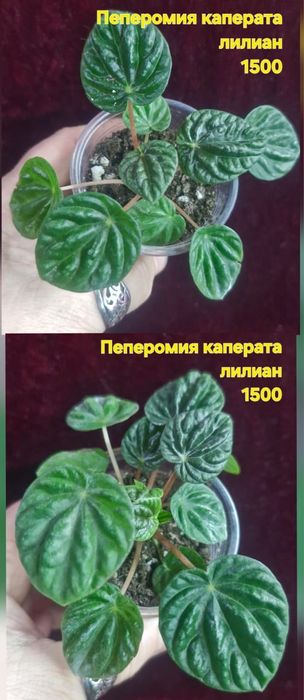 Домашние цветы разные