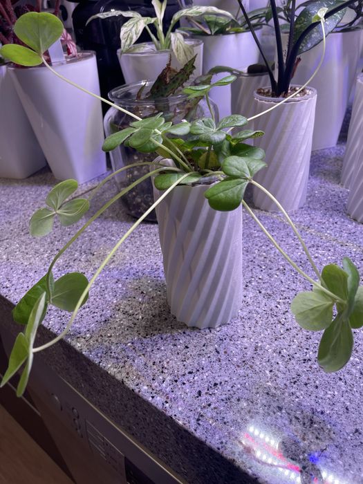 Оксалис Амаранта