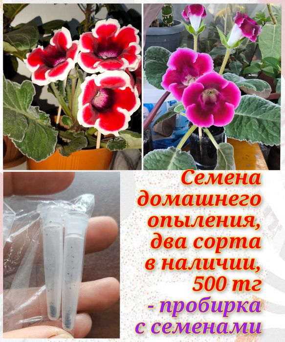 Глоксинии, гименокаллис, филодендроны и др.