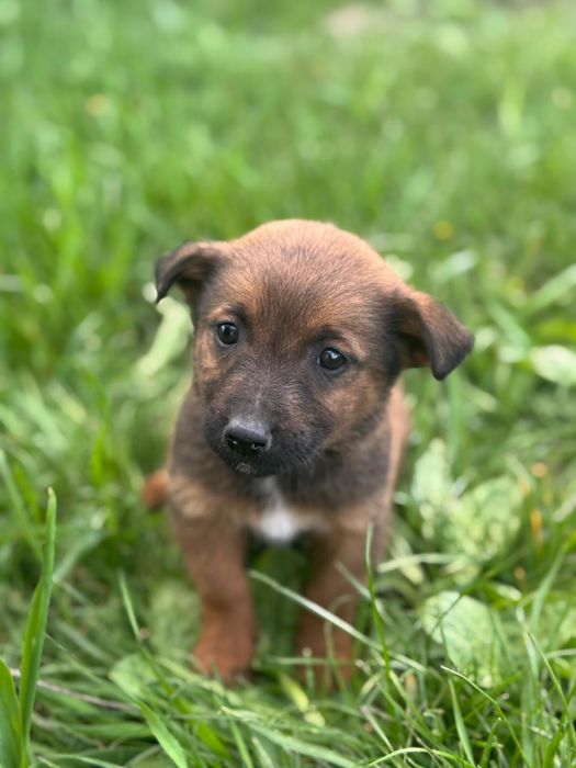 Adoptie caini-2 luni