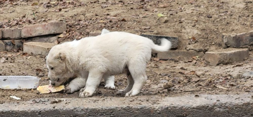 Продам щенков тобет Кушык сатам