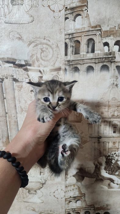 Отдам котят  в хорошие руки
