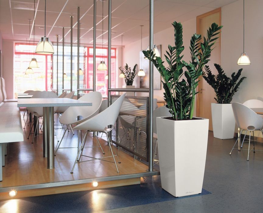 Цветы комнатные офисные в горшках гуллар тувакда