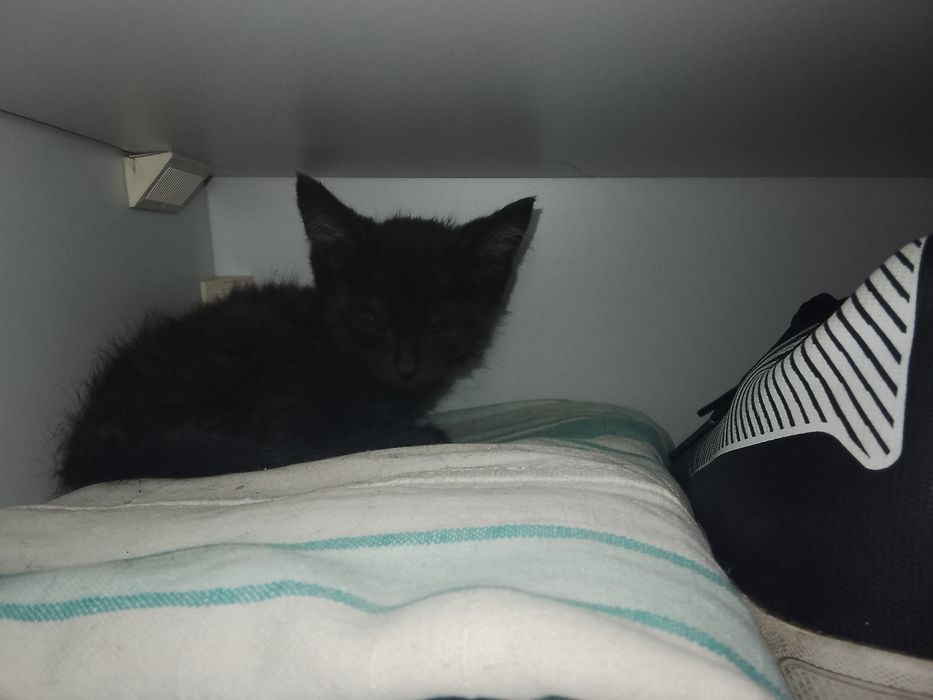 котенка в хорошие руки