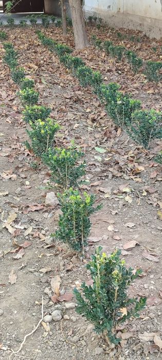 Shamshod kòchat sotiladi