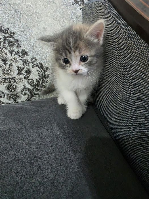 Отдаём милых котят