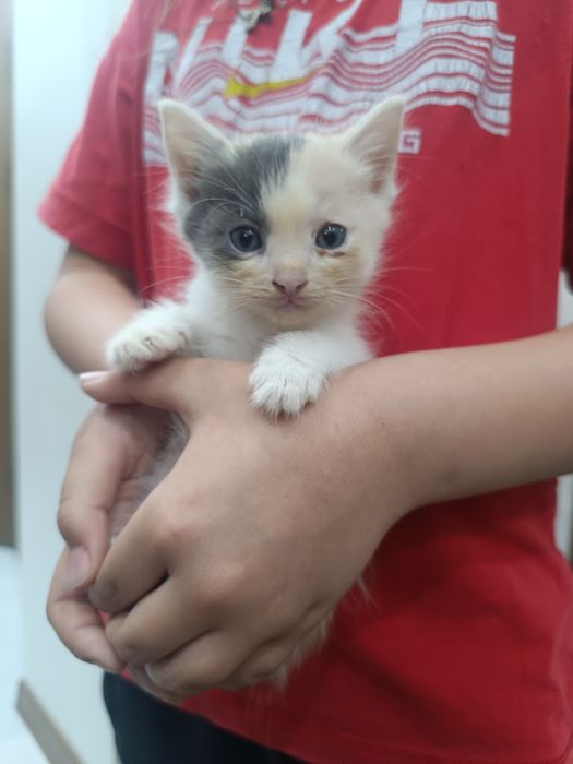 Отдам котят в добрые руки
