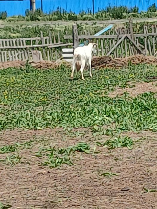 Продам коз разные