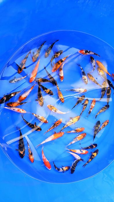 Crapi koi diverse mărimi și varietati