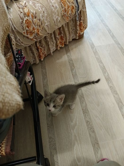Котёнок мальчик 2026