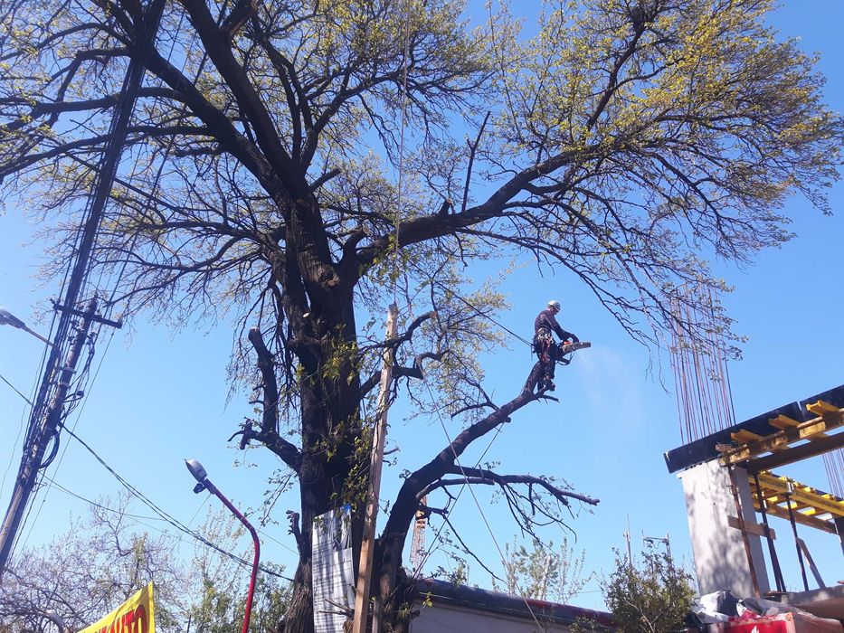Toaletari/Defrisari Arbori
