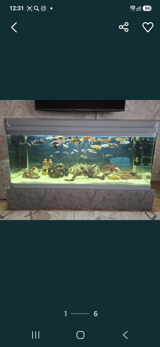 Срочно продам  все аквариумы