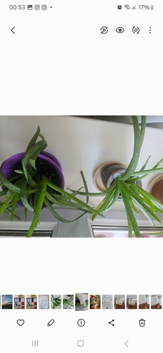 Алоэ сатылады 3-4 жылдық