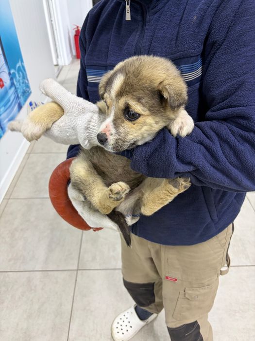 Щенок бесплатно девочка