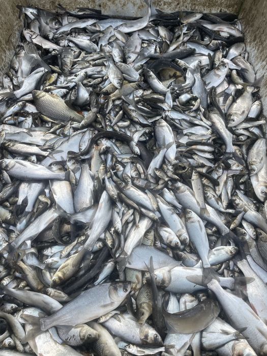 Puiet de peste vara 1