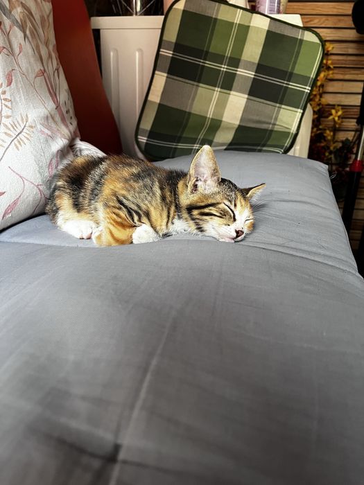 Подарявам котета