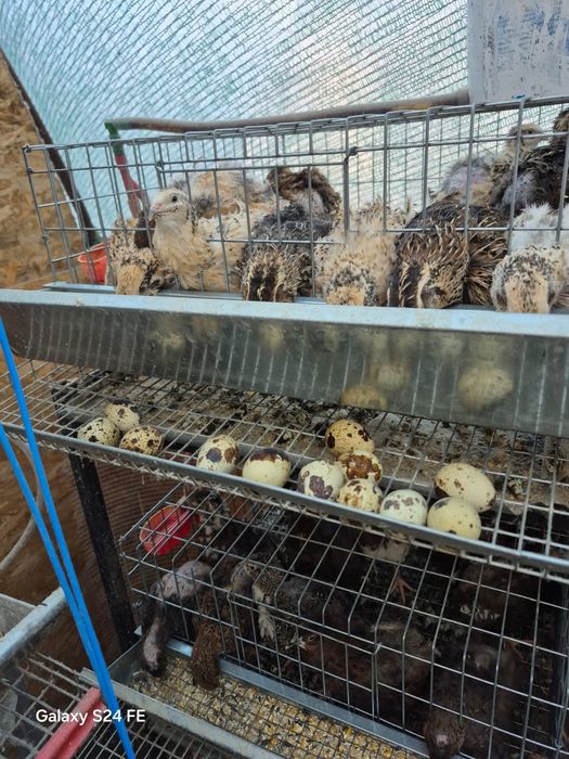 Vând prepelițe și oua de prepeliță