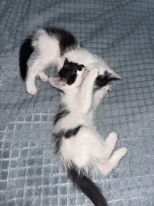 Отдам котят в добрые руки