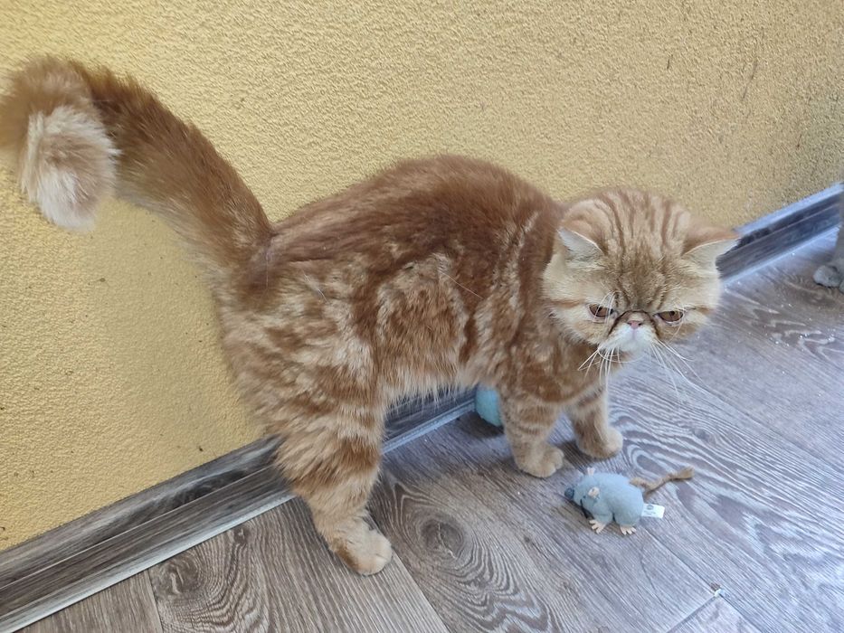 Женски екзотични котки на 2 години и на 5 месеца.