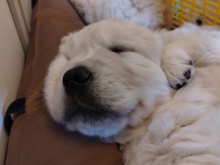 Голдън ретривър момченце родословен баща