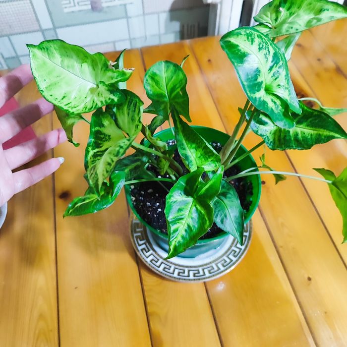 Сингогиум комнатное растение