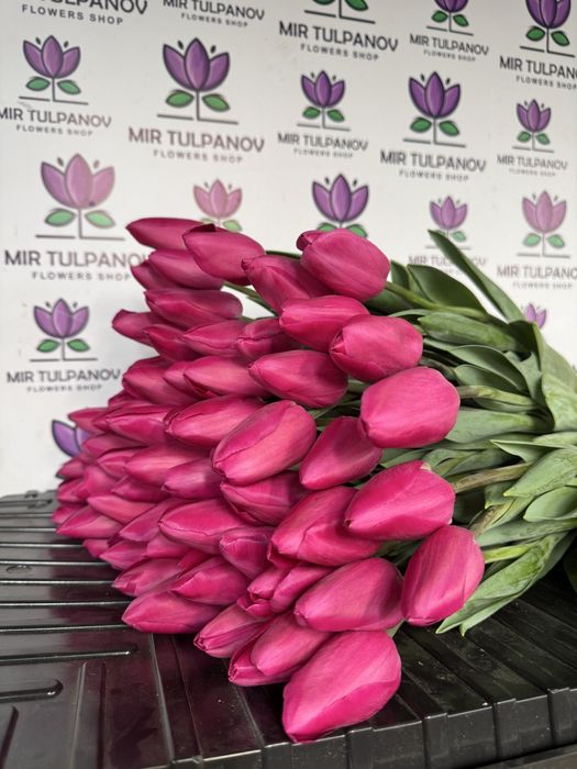 Тюльпаны оптом от Мир Тюльпанов