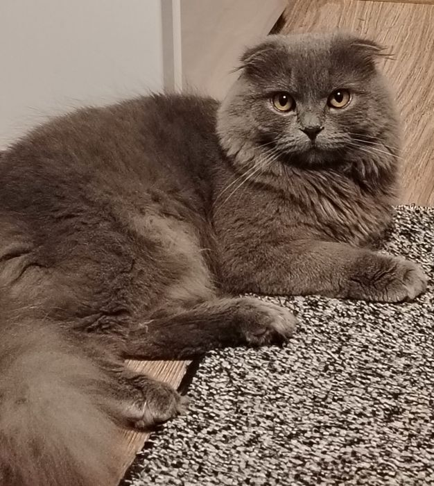 ВЯЗКА:Кот Хайленд-фолд