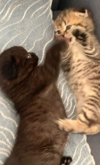 Котёнок Котята Продам