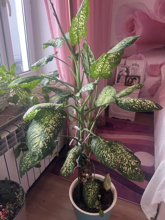 Продаю комнатные цветы
