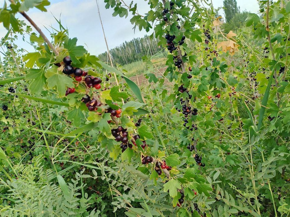 Смородина черная продаеся