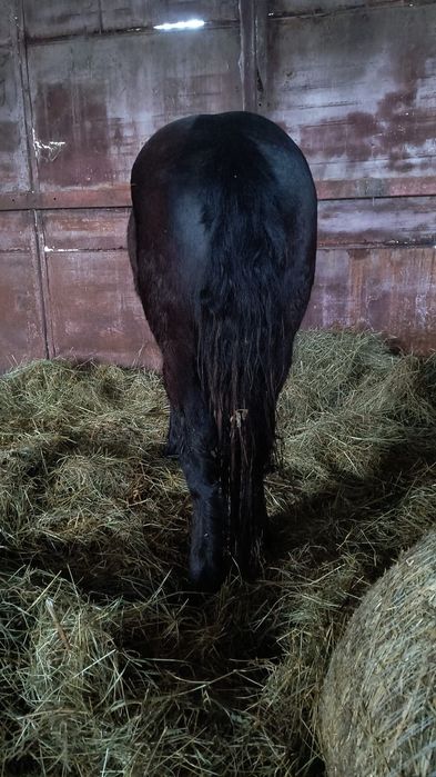 De vanzare cârlan semigreu