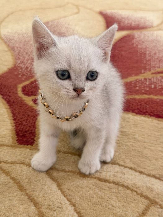 Котят мушук болалари