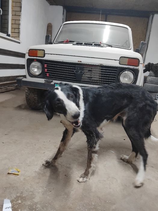 Тазы ұргашы сатылады