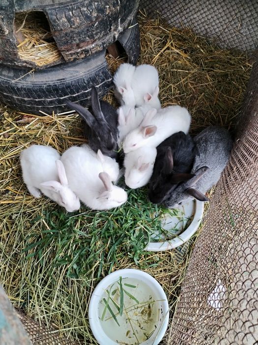 Quyon bolari sotiladi 2oyli kaliforna zot