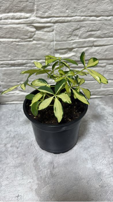 Продаю комнатные цветы.