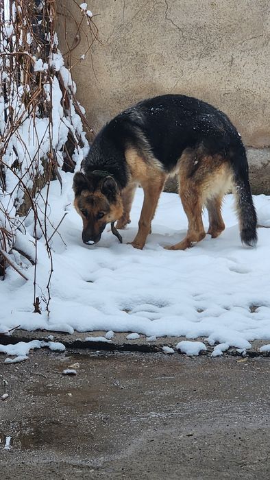 Немецкая овчарка