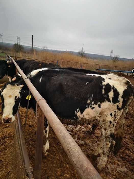 Продава се Промишлена сграда в Добрич, Дружба 3 - 1500 кв.м за 334 €/кв.м - Снимка #11