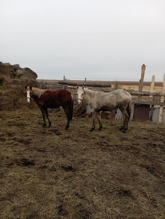 Продам жеребчика