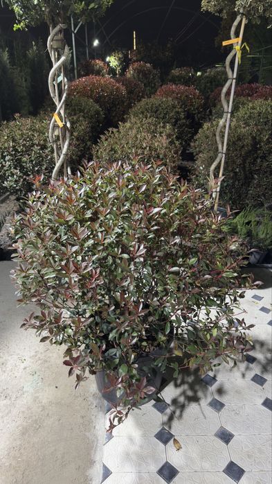 Italiya ko’chatlari  Magnolia Archa